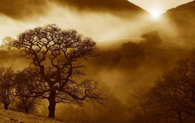 A large Oak tree stands in the left of the image surrounded by fog and mist through which outlines of other trees can be seen