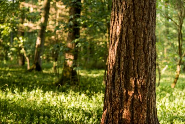 A close up of a tree trunk with other trees and flowers in the background.