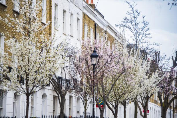 A row of tall white and brown brick townhouses stand behind a row of cherry trees displaying white and pink blossom 