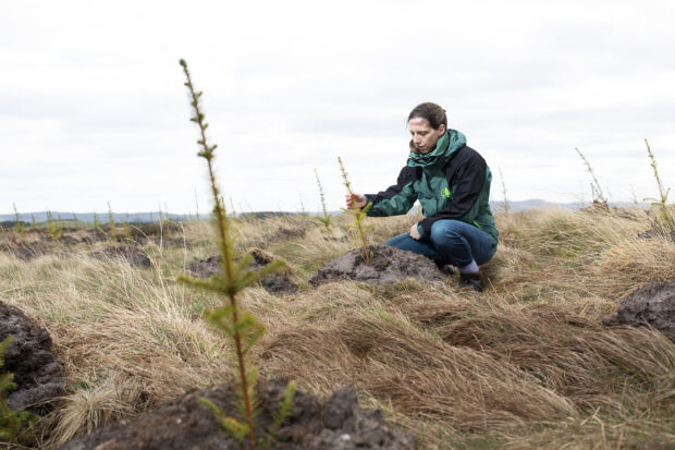 A woman wearing a jacket bearing the Forestry Commission logo is kneeling down to inspect a very young conifer tree. Another young tree is in the foreground of the picture