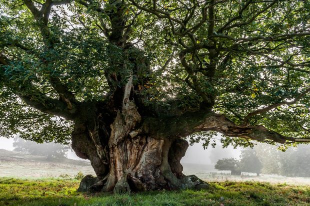 A large old oak tree stands in the middle of a field with other trees seen in the background 