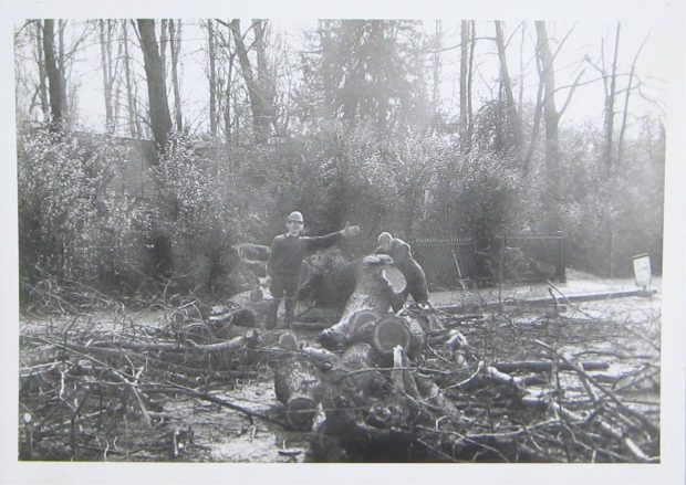 A black and white picture showing a young boy smiling and holding his left hand out whilst standing amongst felled trees and branches in a park. An older man leans against a fallen trunk by the boys outstretched hand