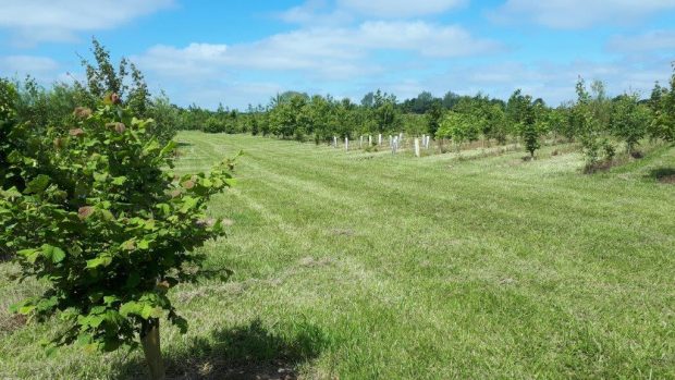 A well established woodland within a field