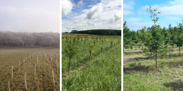 Three images together depicting different stages of a woodland. On the right is the first stage when it has just been planted, in the middle when they have grown around 3 ft tall and at the end when they have doubled in size again.