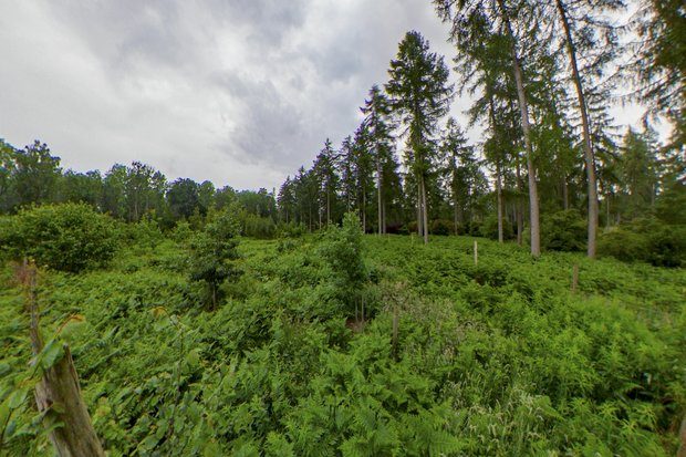 Tree trial plot in Westonbirt