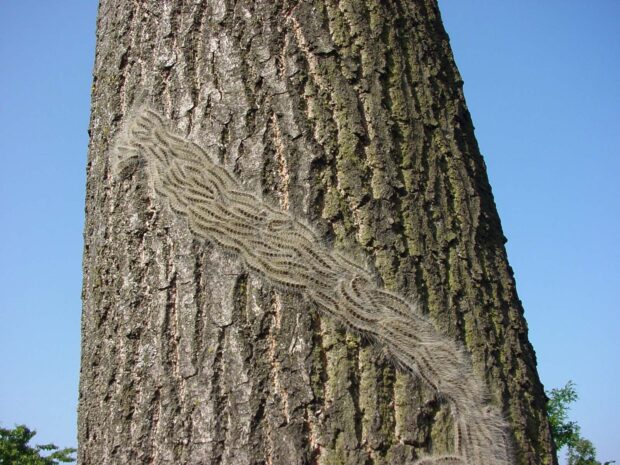 A thick line of grey furry catepillars are snaking up a tree trunk