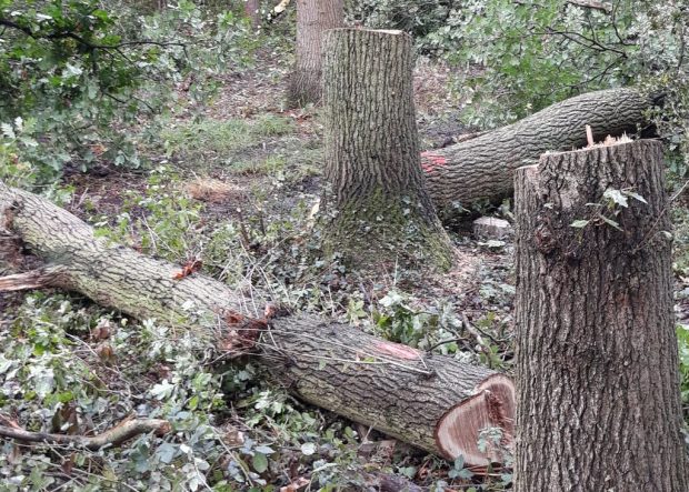 Illegally felled trees in a woodland.