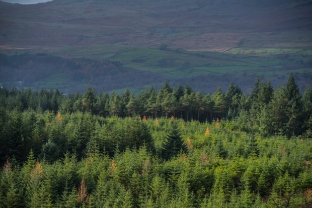 Conifer forest beneath hills.