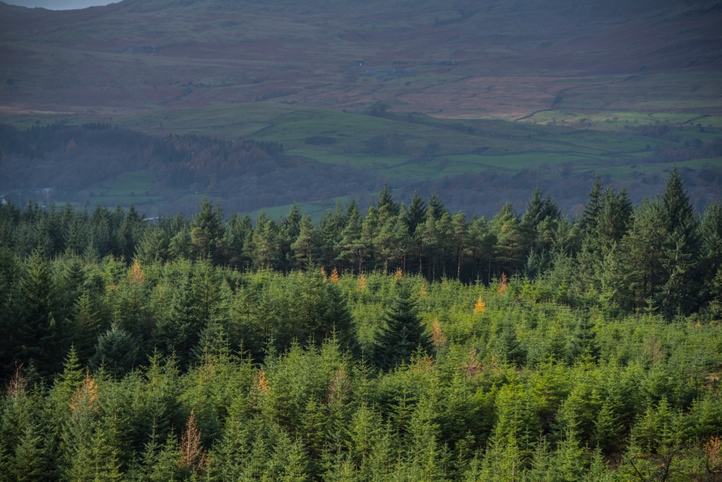 Forestry England to rewild 8,000 hectares of land