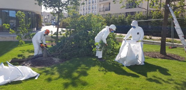 Three people in white jumpsuits and facemasks are working in a park surrounded by buildings. One is cutting down the tree with a chainsaw whilst the others are clearing the remains of the tree into a large white bag.