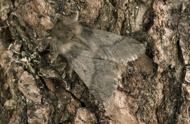 A close up of an OPM moth sitting on a tree trunk