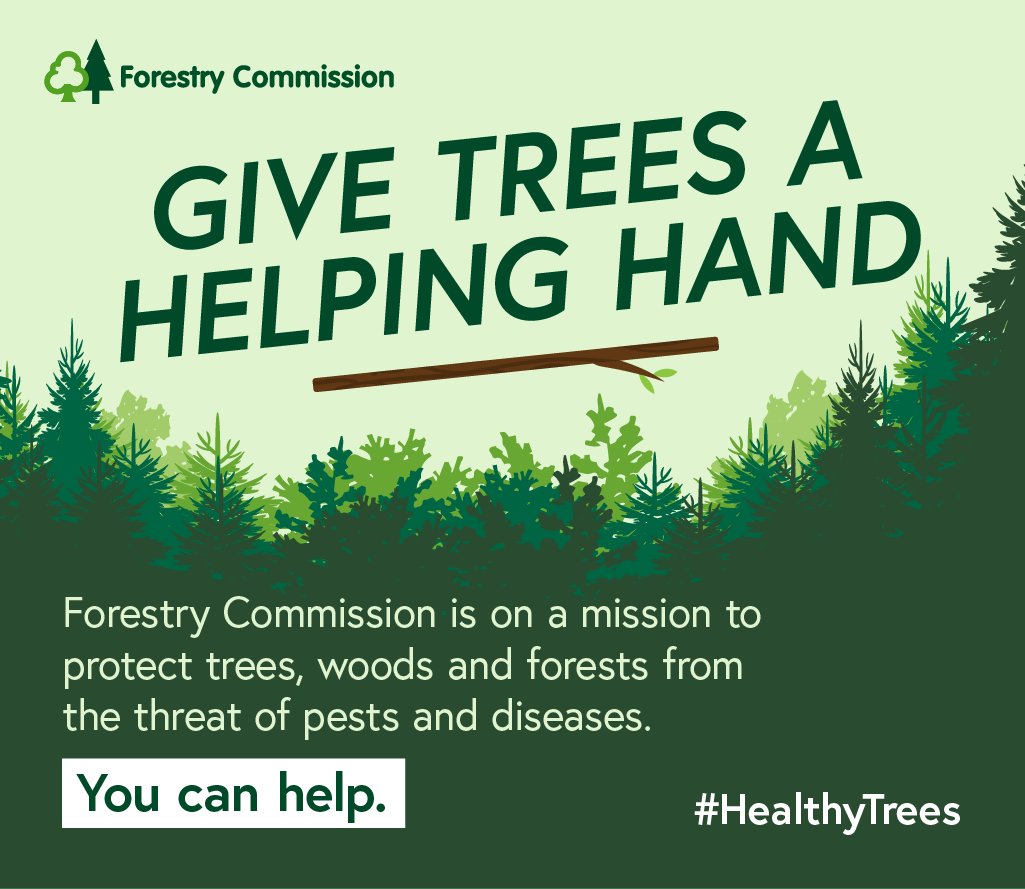Give Trees A Helping Hand Infographic Forestry Commission