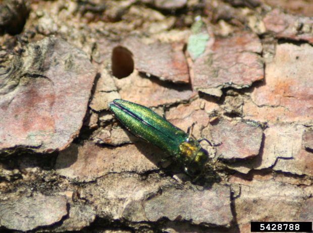 An Emerald Ash Borer beetle