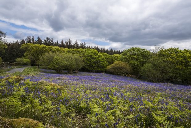 Bluebell field with a mixed woodland behind it