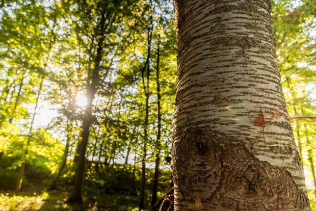 A close up of a tree trunk in a woodland