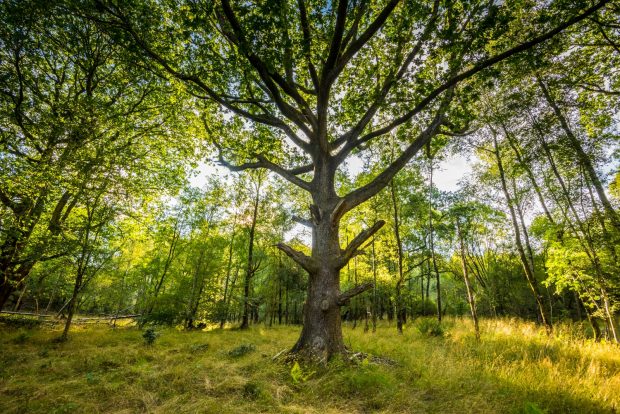 A large tree stands in a clearing in a wood with light coming through the branches