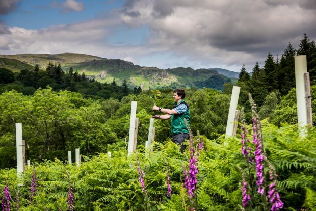 A Forestry Commission woodland officer checks some newly planted trees in tubes