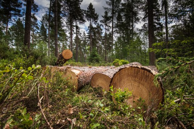 Felled Timber in a woodland