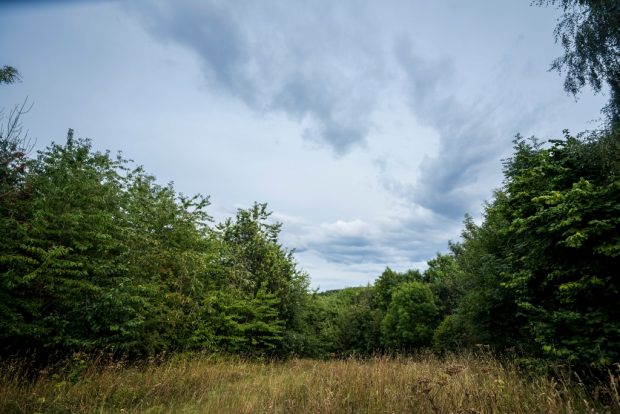 Woodland around the outside of a clearing