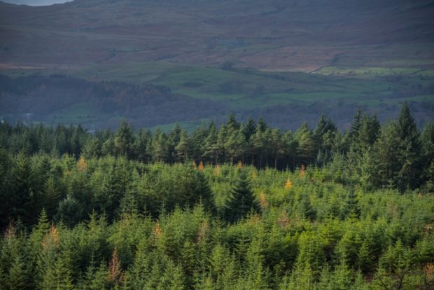 Large conifer plantation