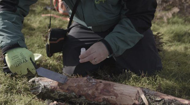 A tree Health Officer takes a sample from a fallen branch