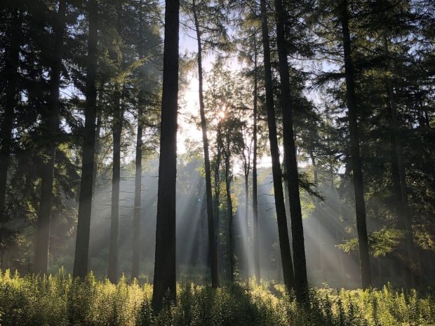 Sunligt coming through a wood on Barningham Estate