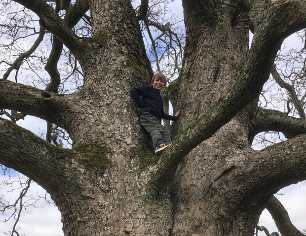 Sir Edward Milbank's son climbing a sycamore tree