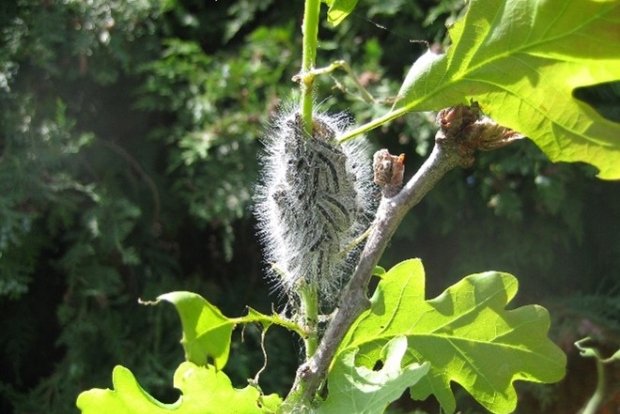 Oak processionary moth caterpillars on a branch