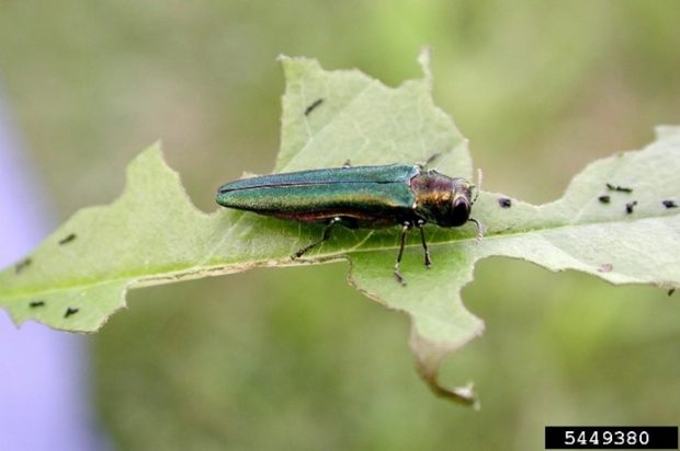 An Emerald Ash Borer Beetle on a leaf