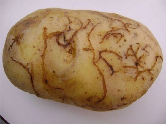 A potato with Tunnelling caused by potato flee beetle