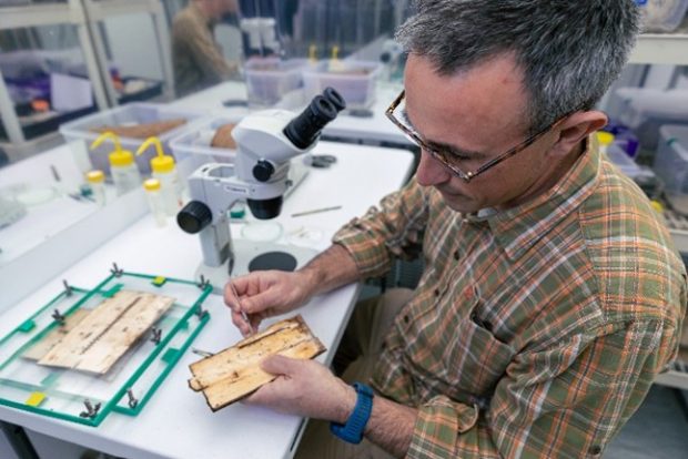 Examining pests in a laboratory