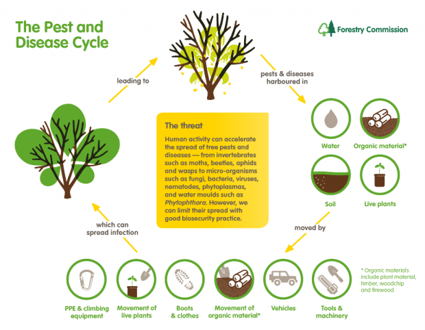 The pests and diseases cycle from the materials they are harboured in, leading to how they are moved, to their spread to healthy trees leading to diseased trees and the cycle starts again from that diseased tree. 