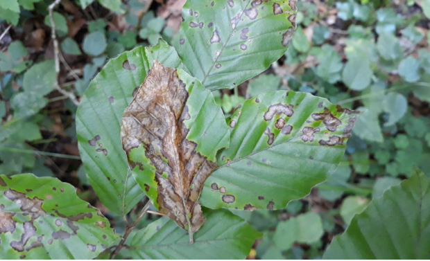 Beech leaves showing symptoms of Petrakia liobae