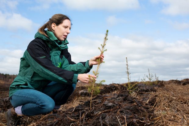 A woman wearing blue jeans and a green and black coat crouching down in a newly planted field holding a young conifer tree