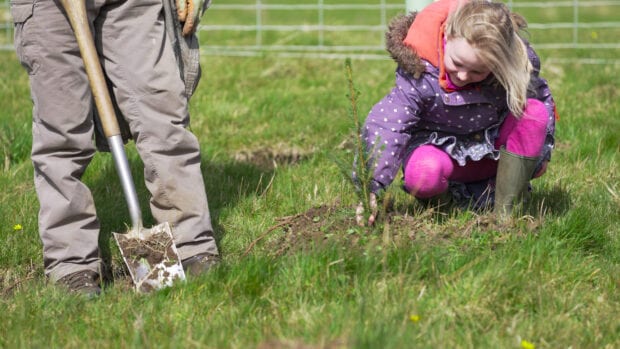 A child planting a conifer tree 