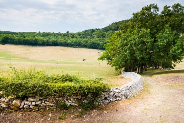 A rough road leading to woodland