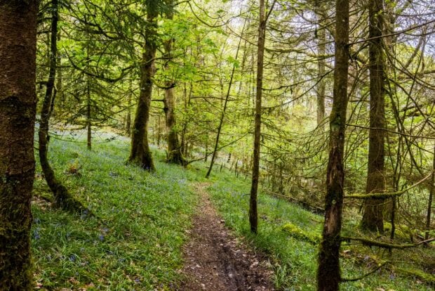 A path through a dense woodland 