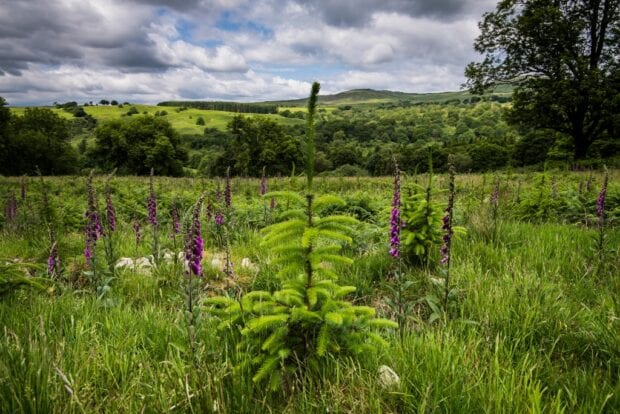 A small conifer tree in the foreground in a field of grass and flowers