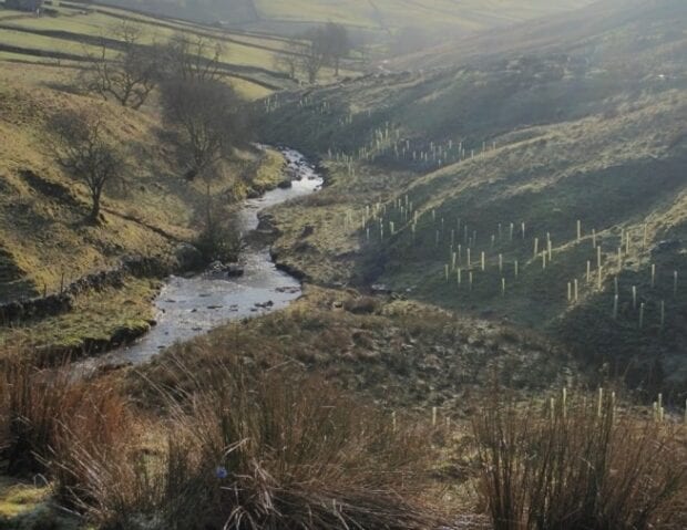 Trees planted alongside a river