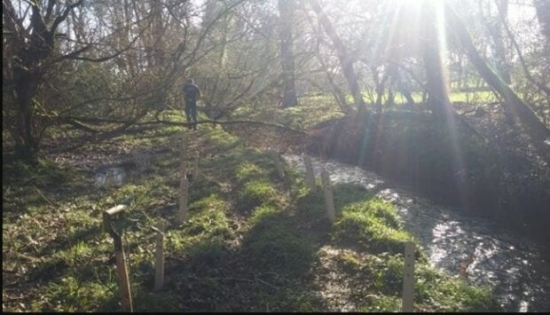 Tree planting on the River Deer using cardboard tree guards 