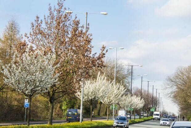 Trees along a busy main road