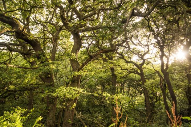 Sunlight through tree tops in a wood