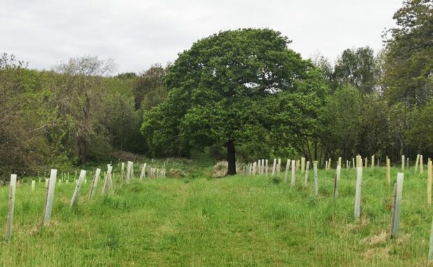 A mature tree stands in the middle of agrassy path surrounded by plastic tree tubes