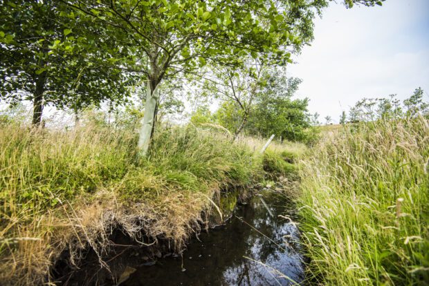 a stream running through a grassybank with a tree planted on the left side