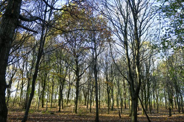 A woodland in autumn