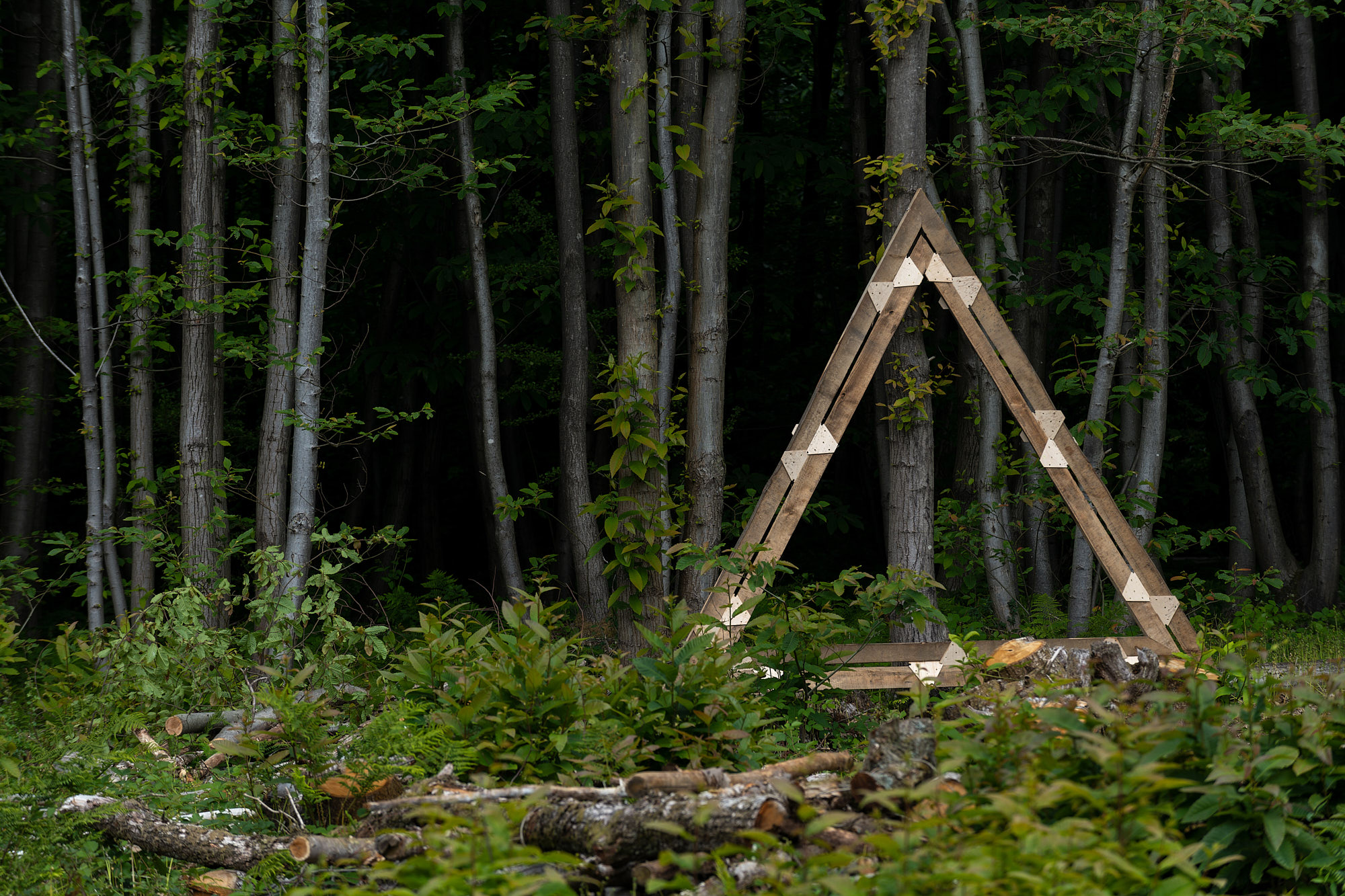 Woods into Management Forestry Innovation Funds projects. Forestry