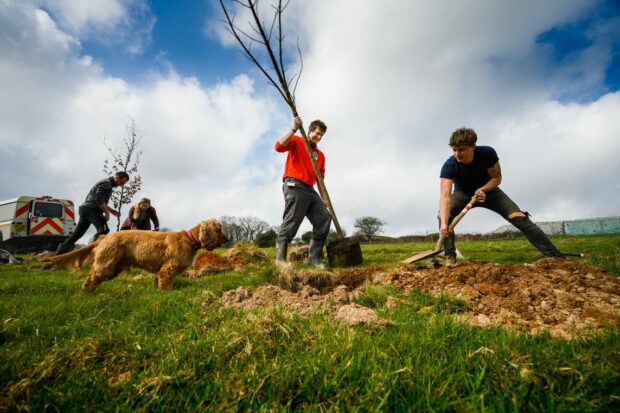 one man digs a hole whilst another stands nearby holding a tree ready to be put in the ground. A reddy/brown dog is next to them looking on and two more people are in the background planting another tree.