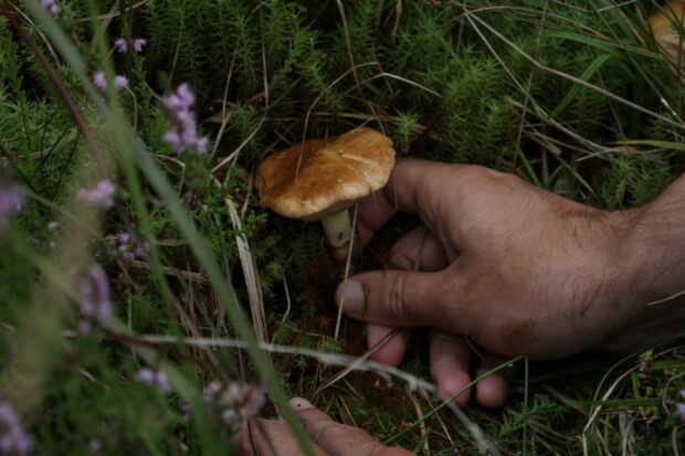 A hand picks a mushroom from a ground with grass and purple flowers in