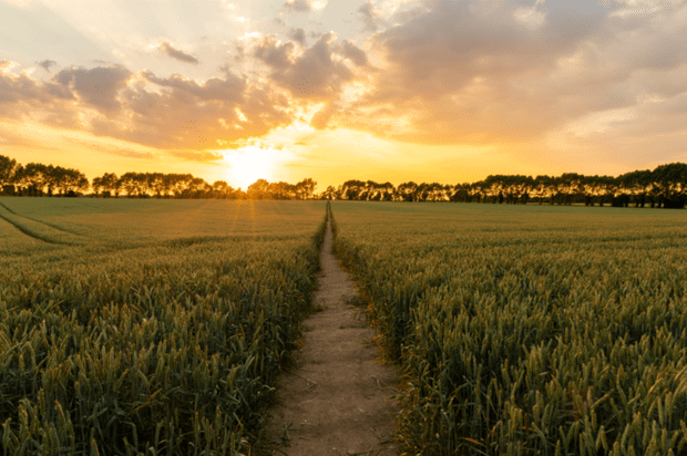 Sun setting over a fields of growing crops