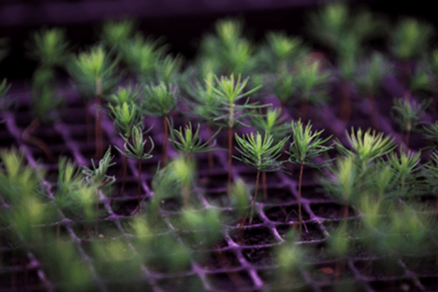 a close up of small seedlings growing through a purple wire mesh